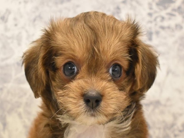 千葉県のハーフ犬 (ペッツワン船橋習志野店/2024年3月4日生まれ/女の子/レッド)の子犬